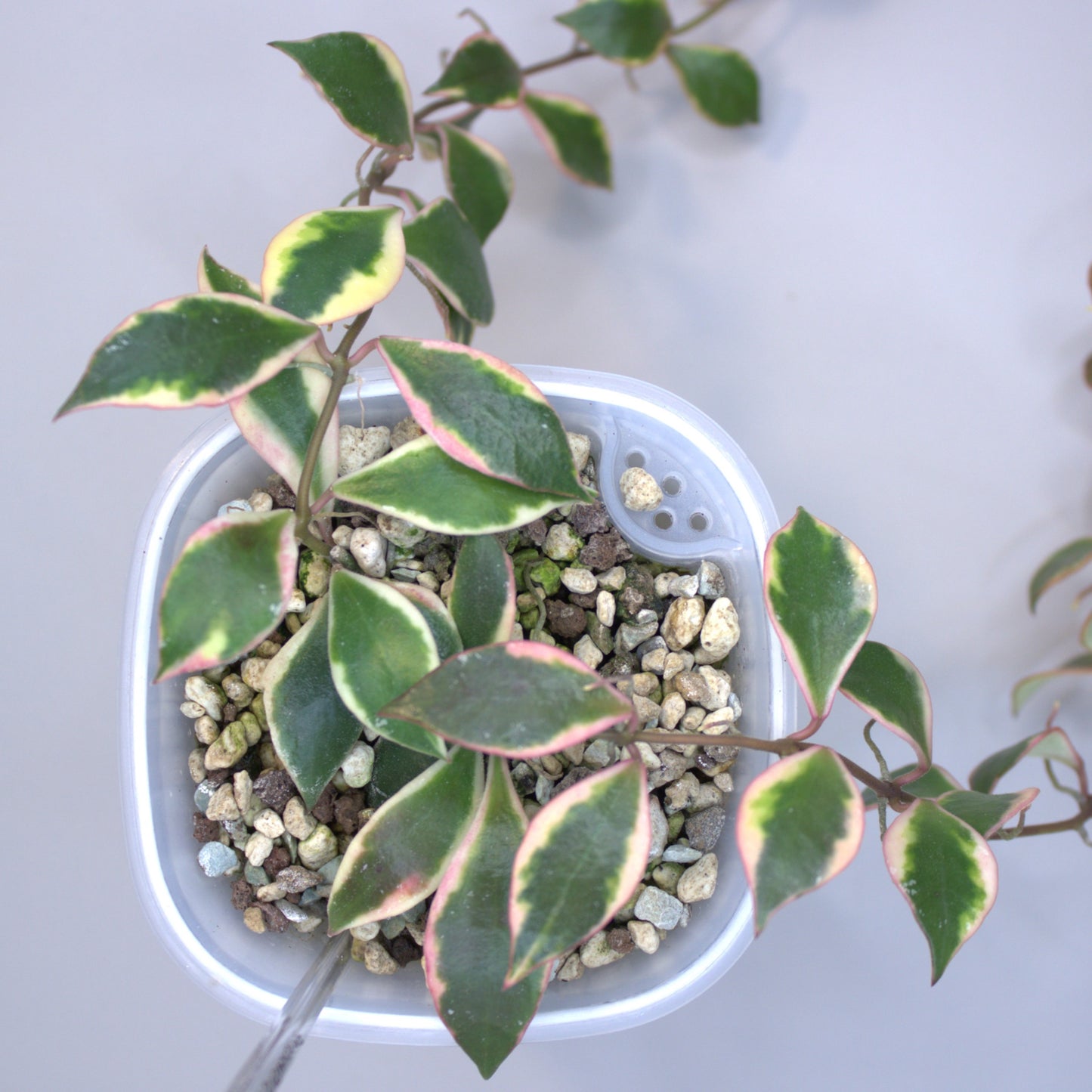 Bakoensis albomarginata