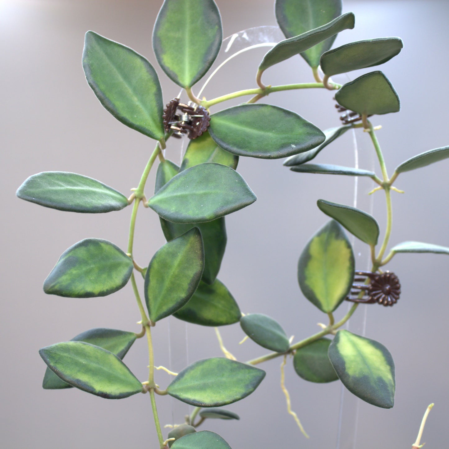 Burtoniae variegated