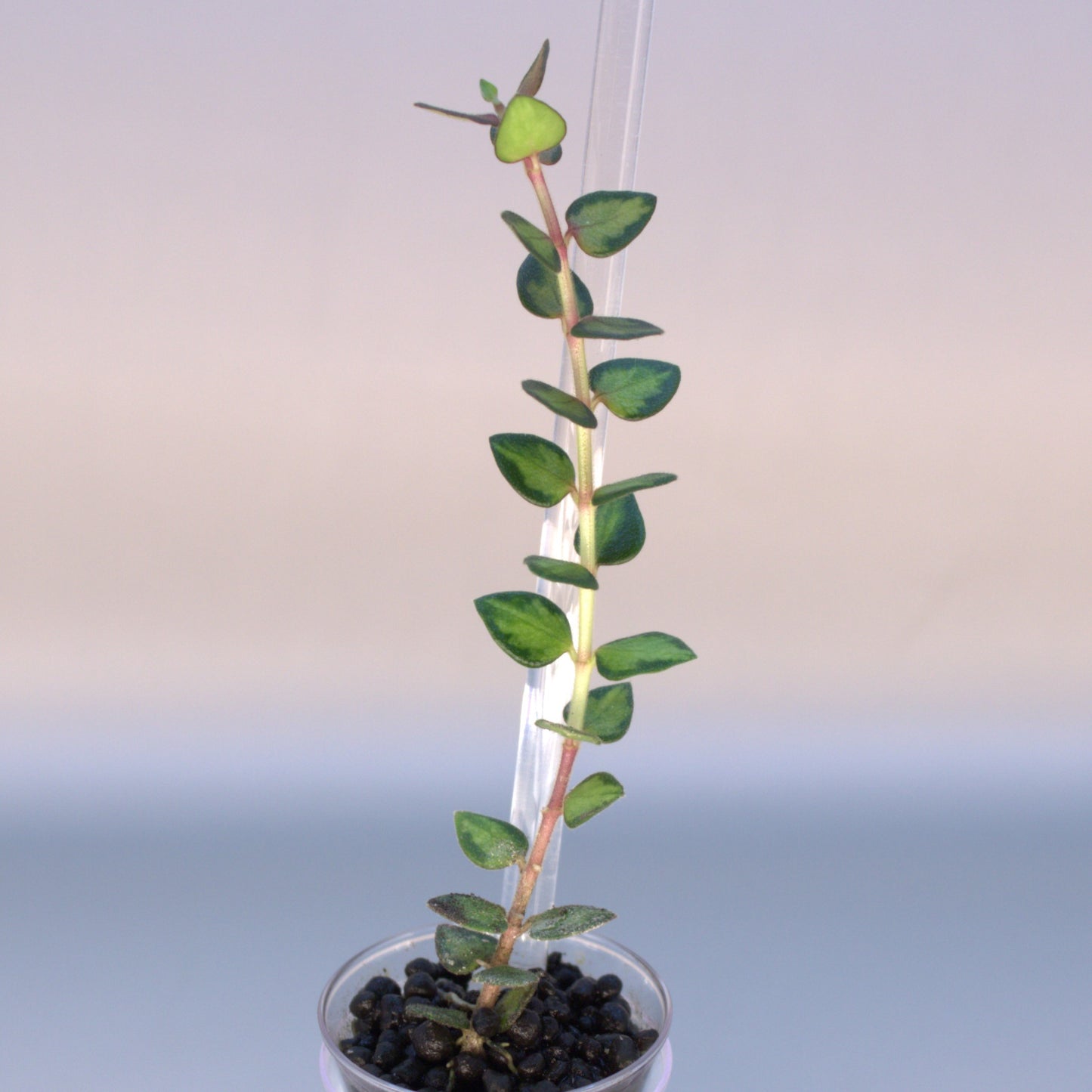Chinghungensis variegated