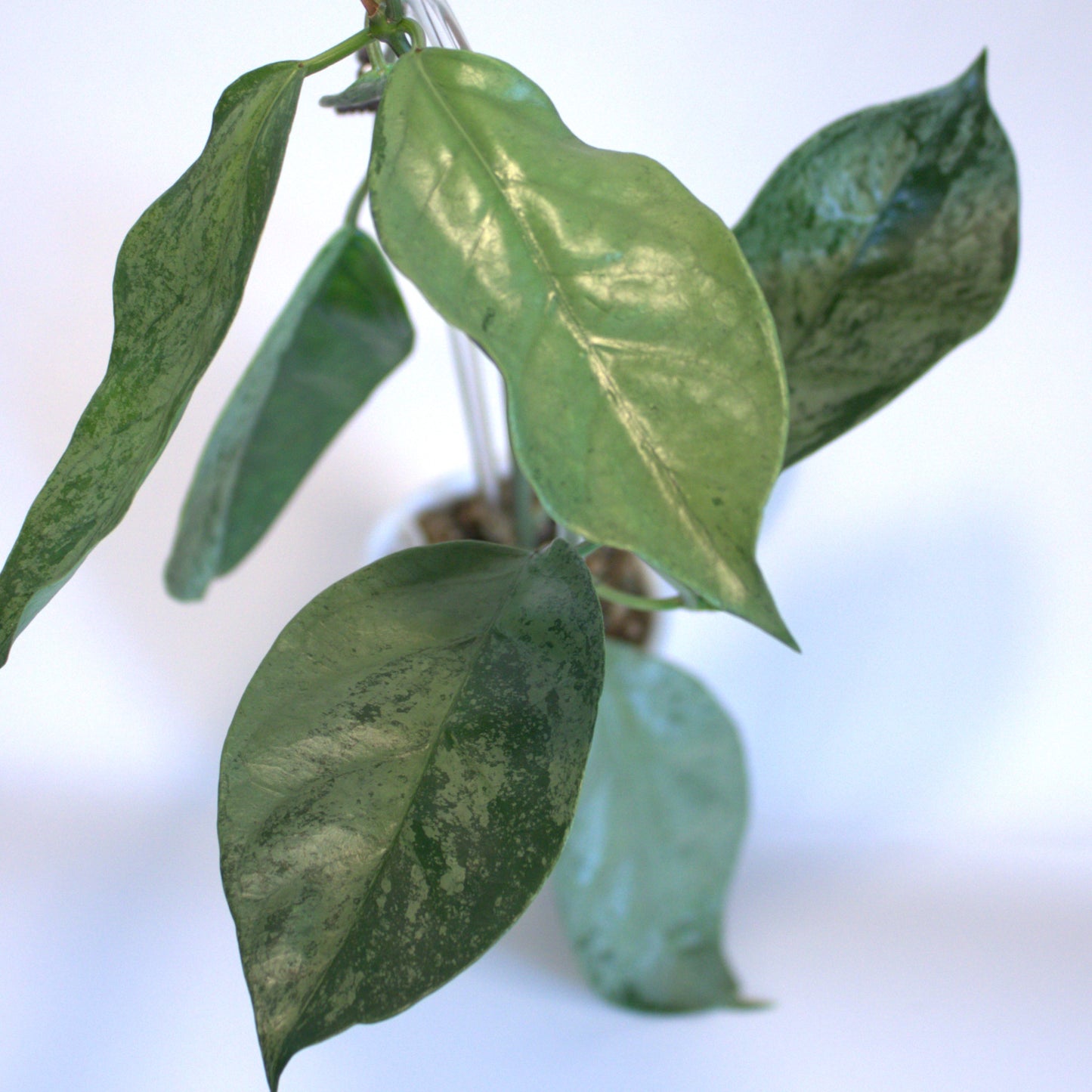 Coricea Silver