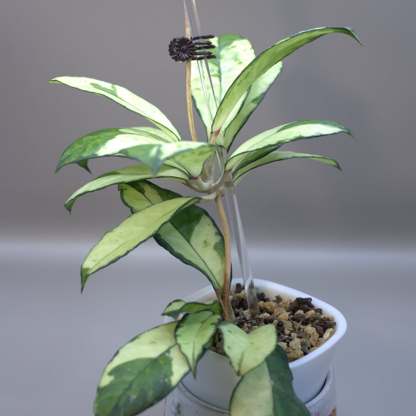Crassipetiolata variegated