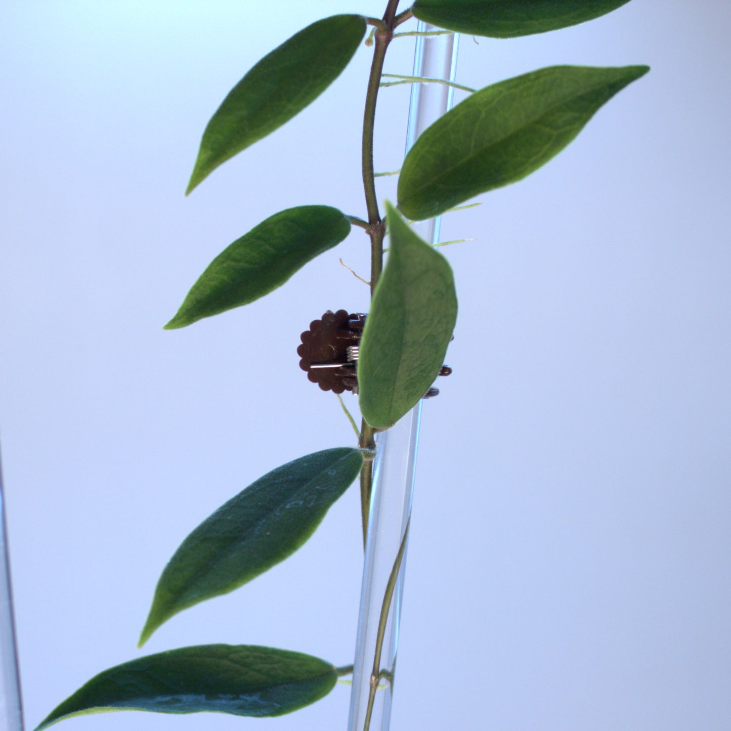 Edenii