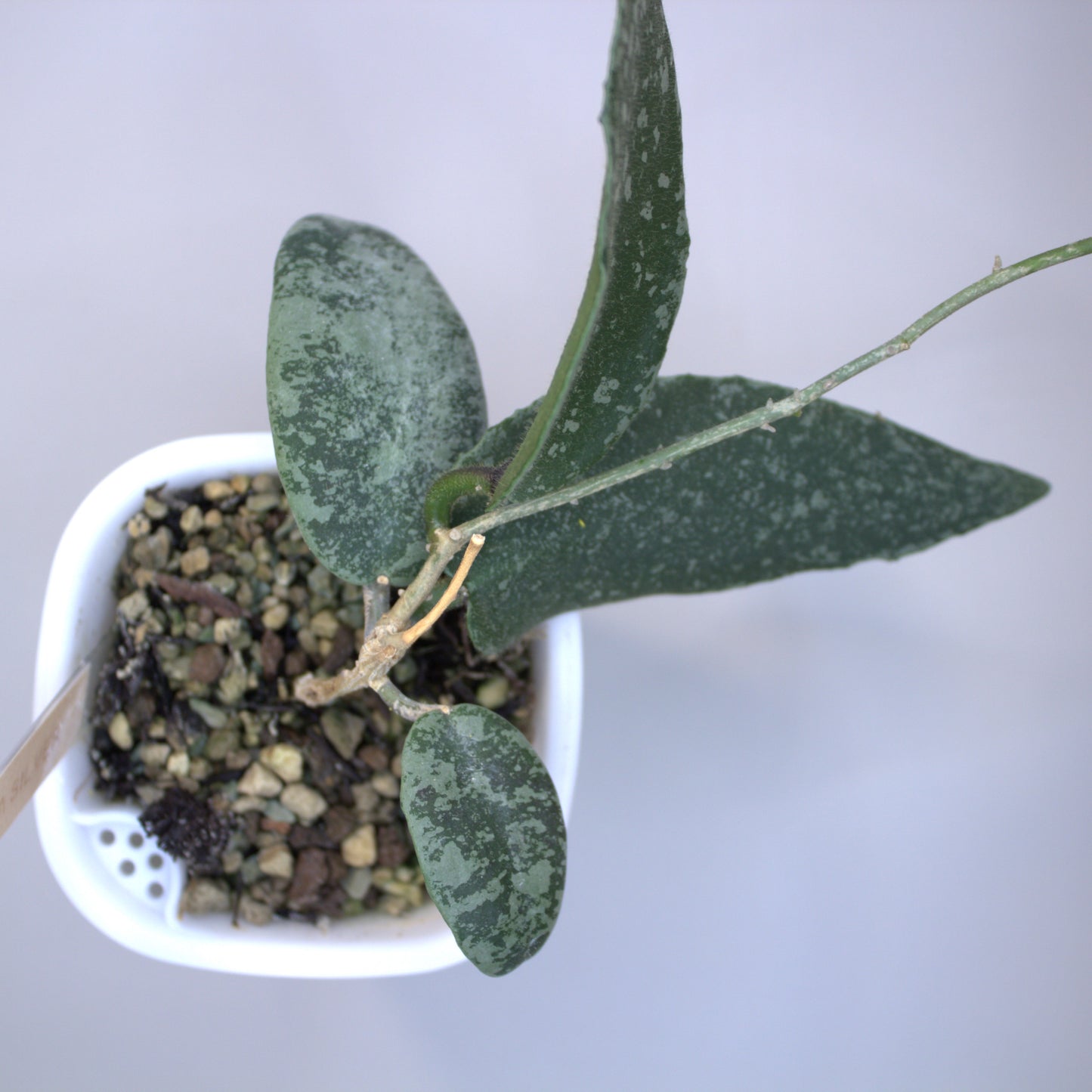 Flagellata Silver