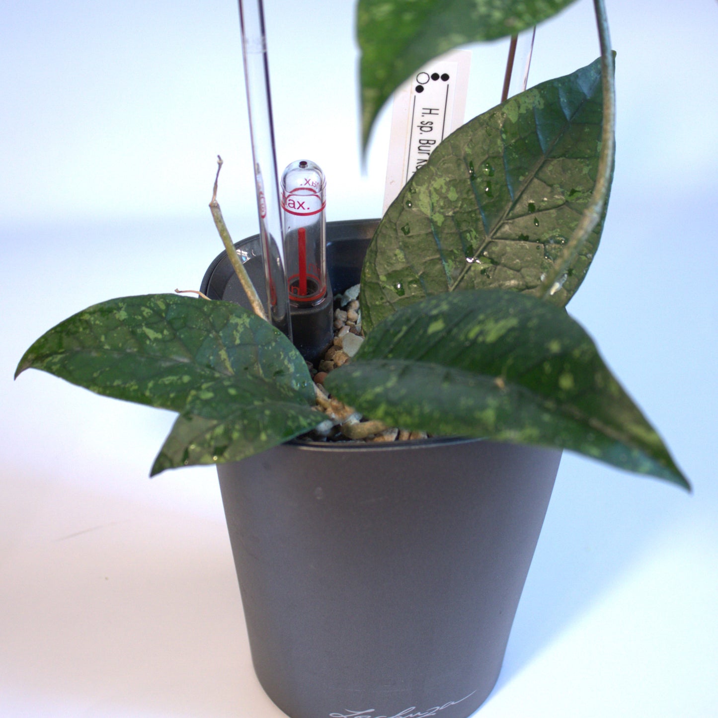H. sp. Bur Kapi 'Green Gem'