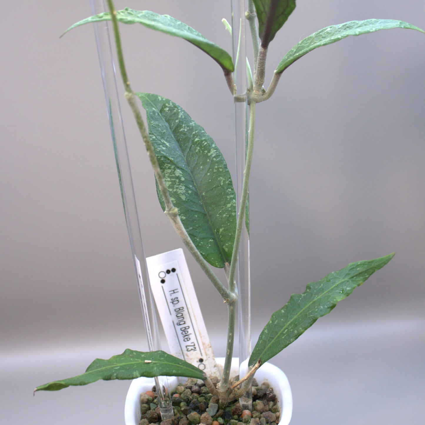 H. sp Blang Beke Z3