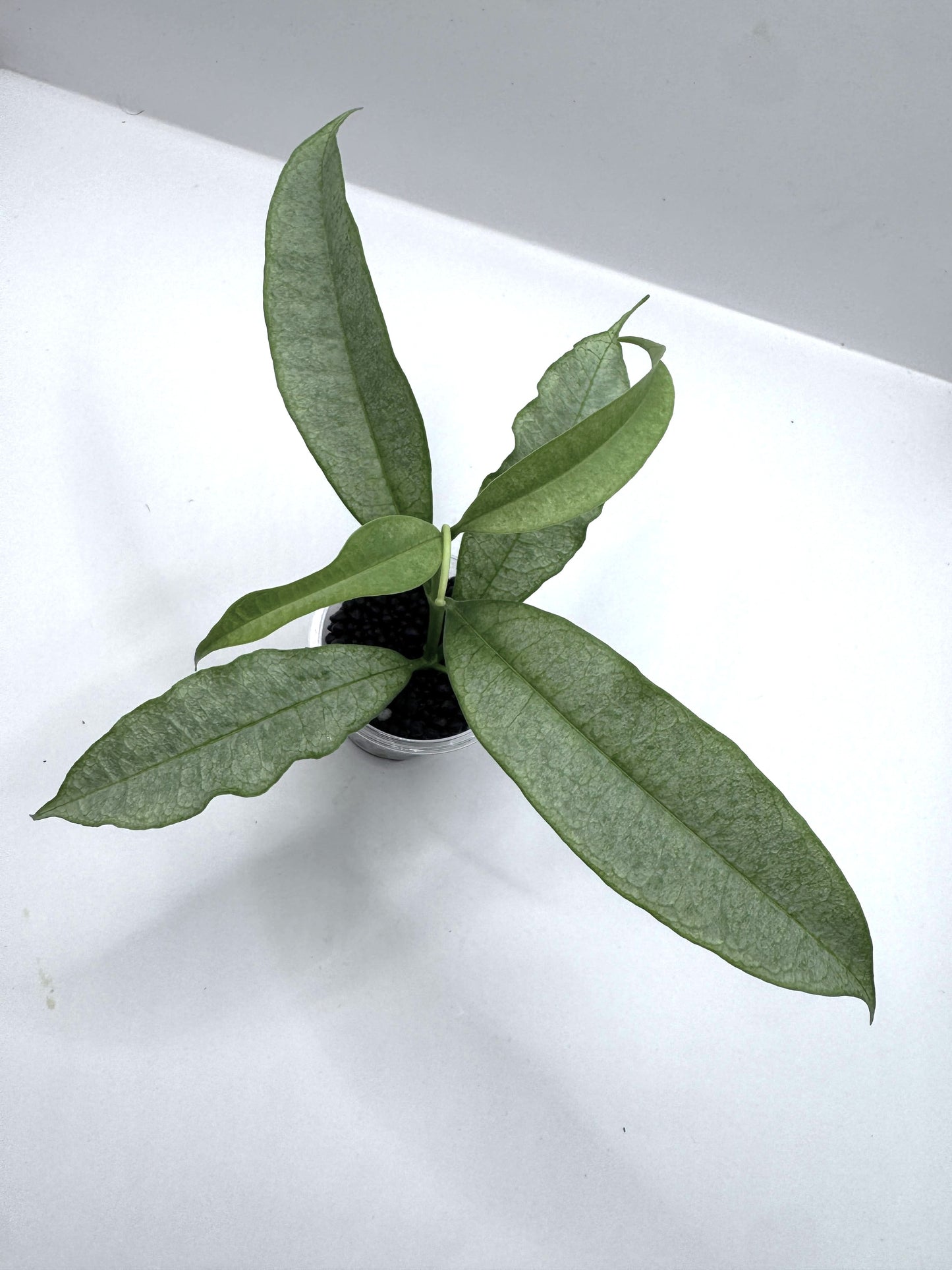 Irisae silver