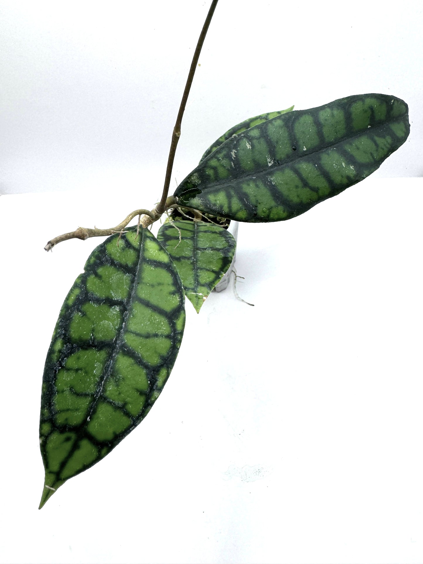 Callistophylla mini turtle