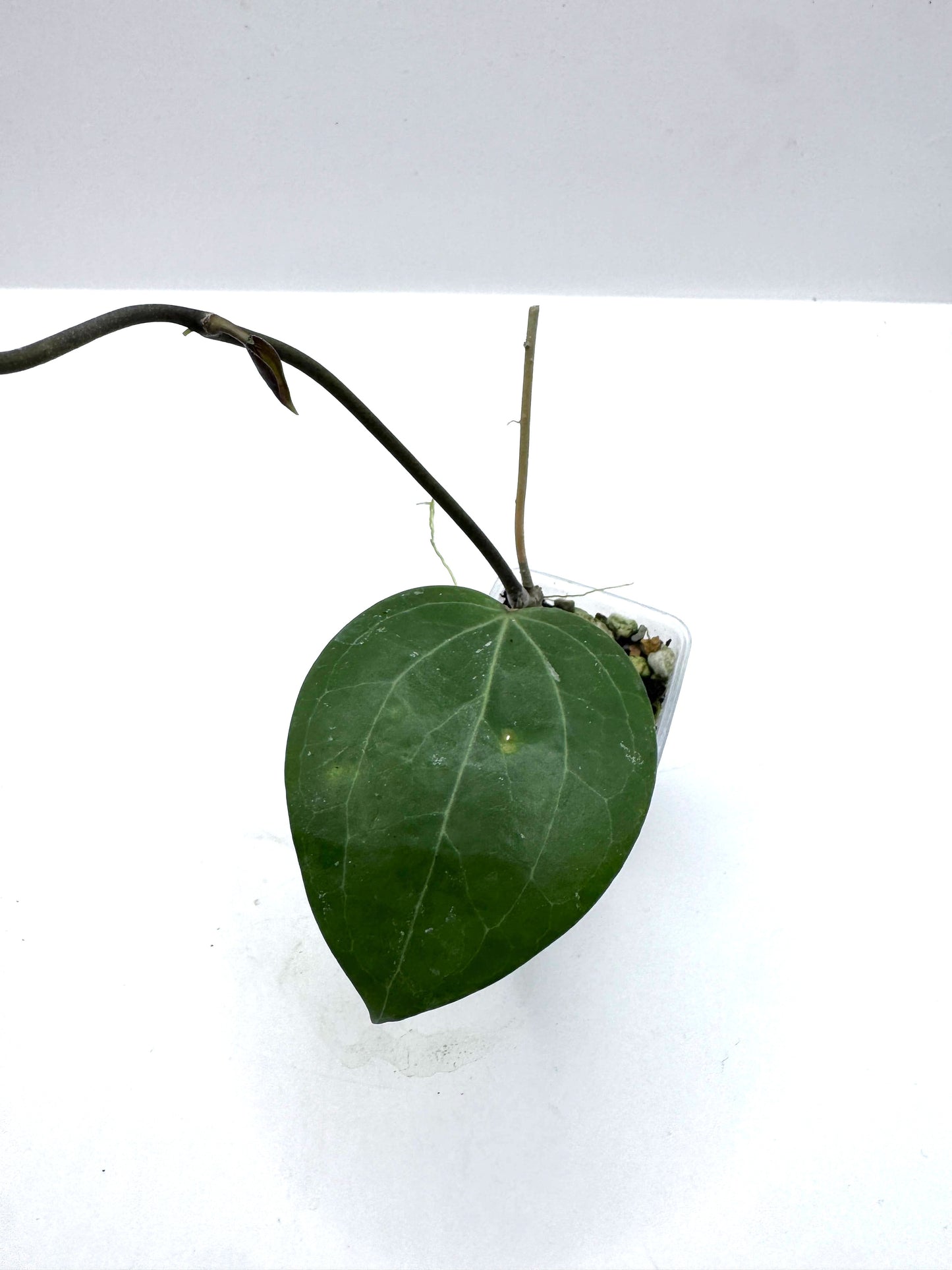 Glabra x tanggamus