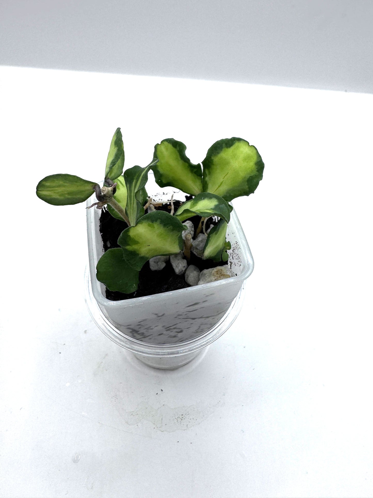 Kanyakumariana variegated