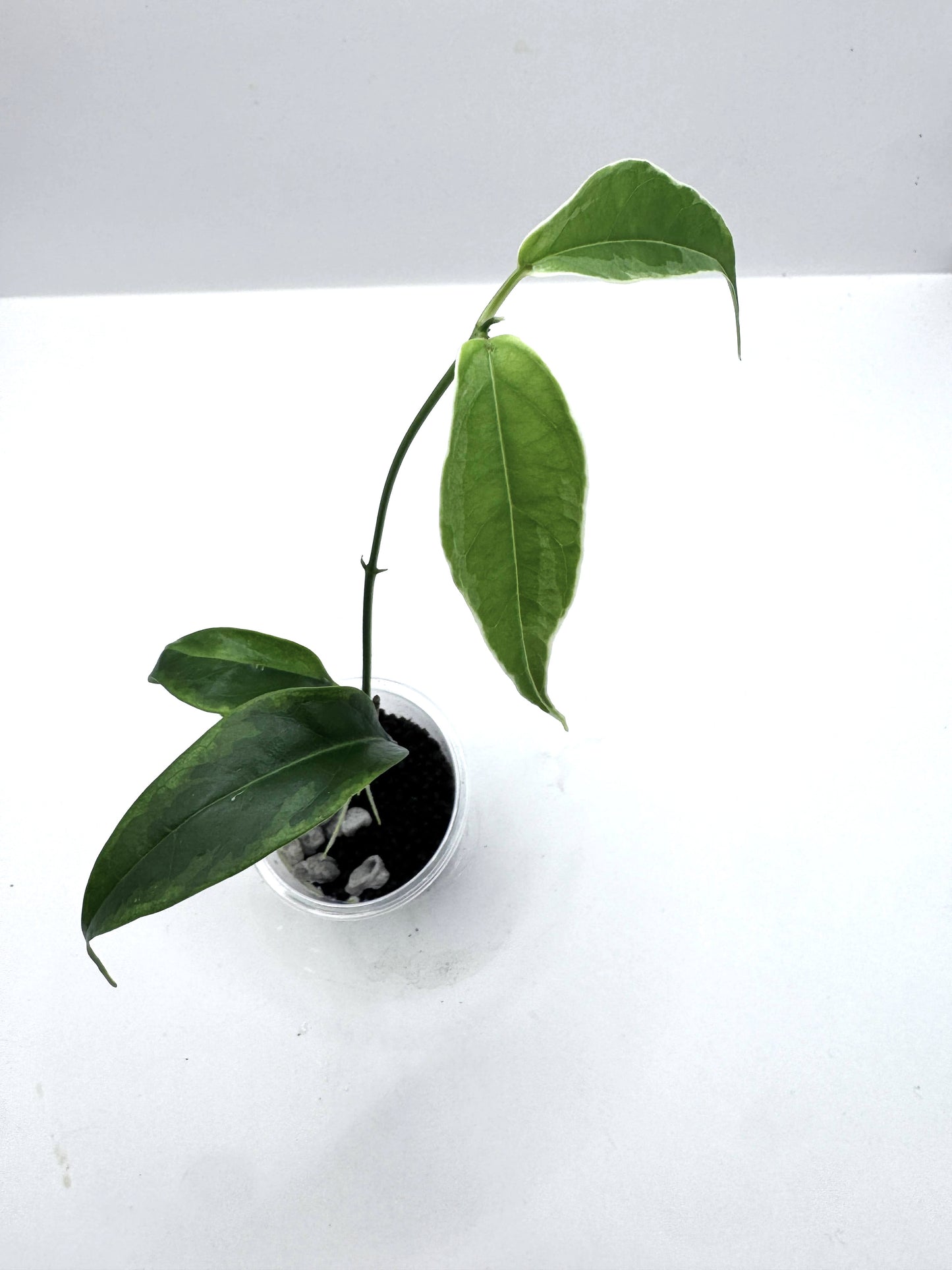 Buotii Albomarginata