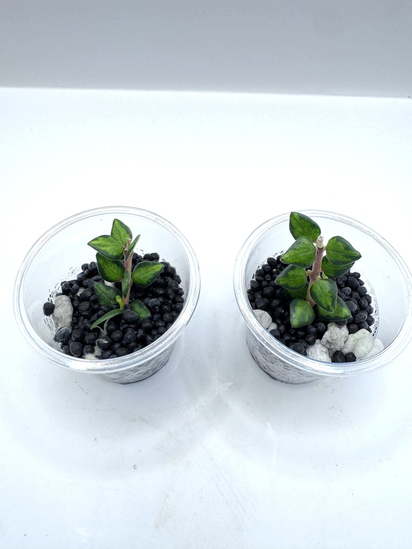 Chinghungensis variegated