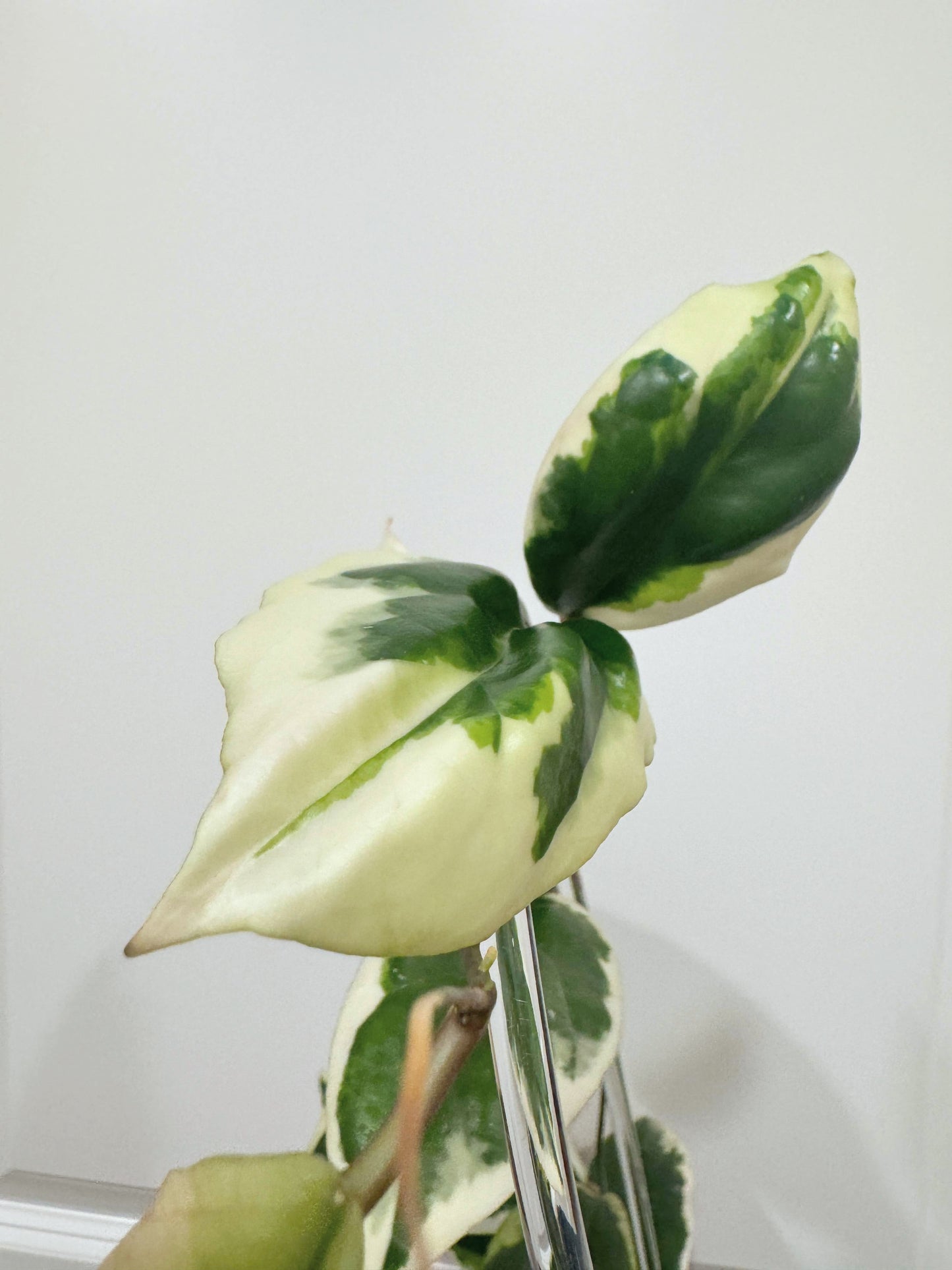 Ilagiorum Albomarginata