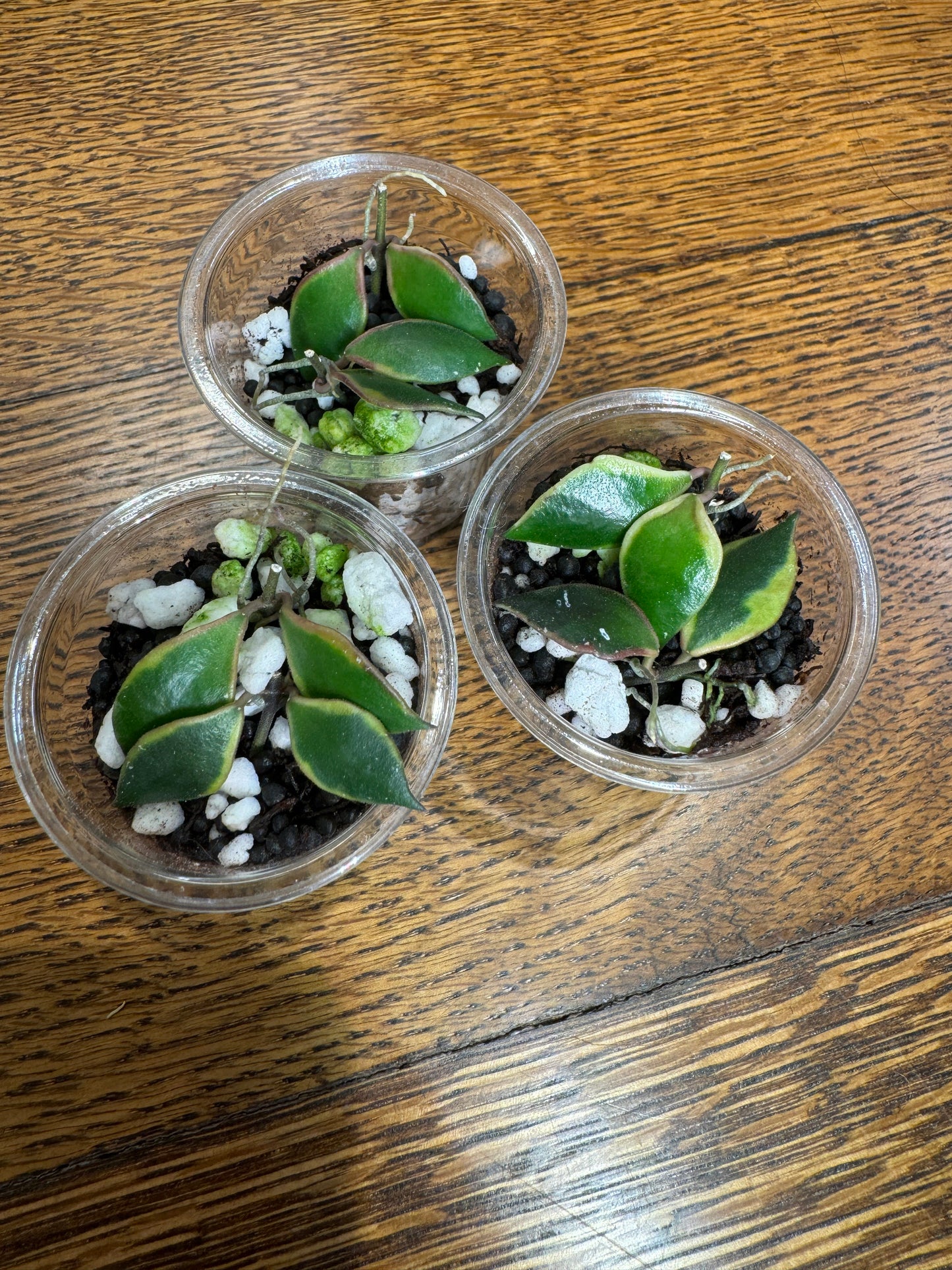 Bakoensis Albomarginata