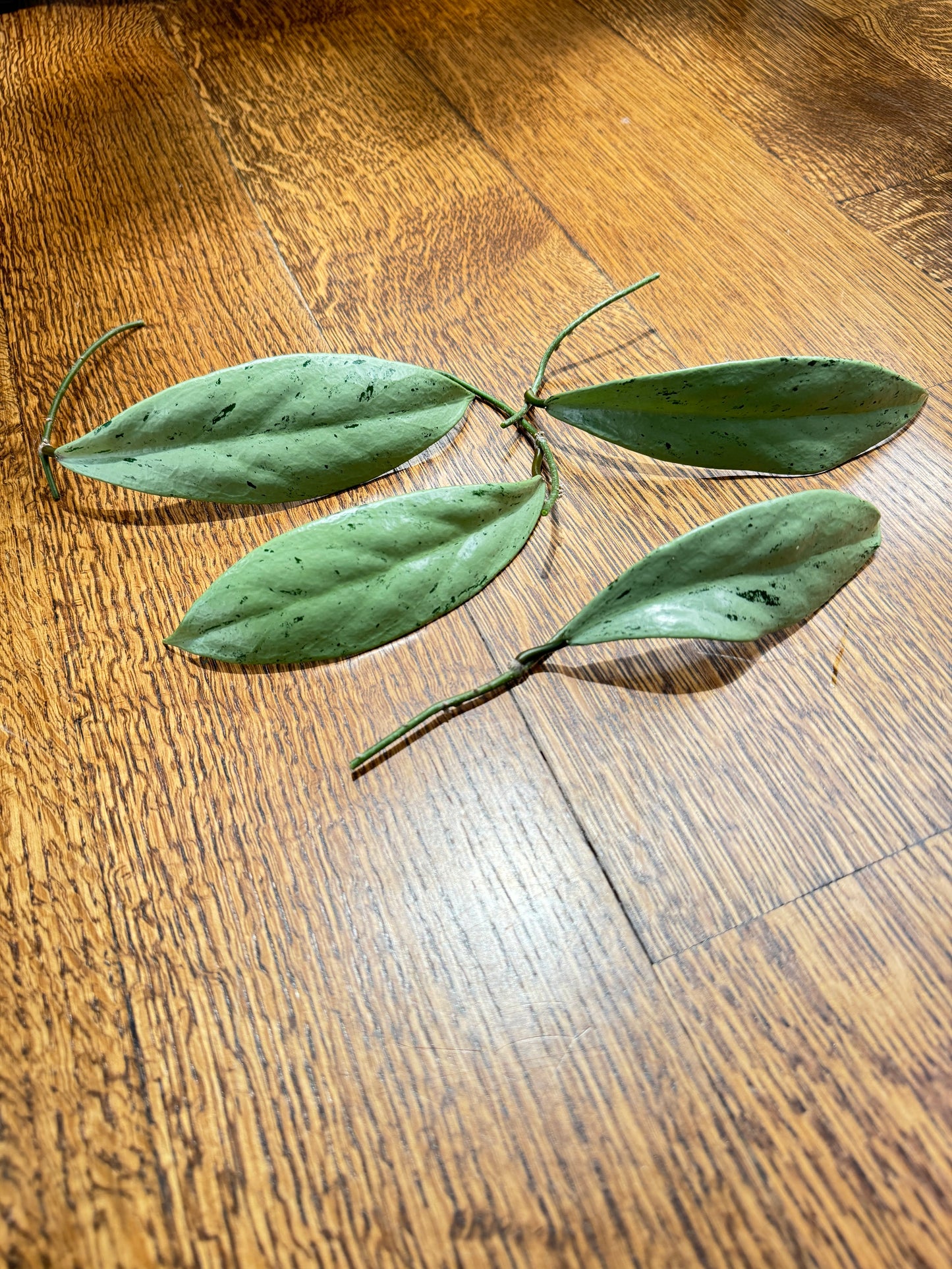 Publicalyx pink silver ghost (1 leaf)