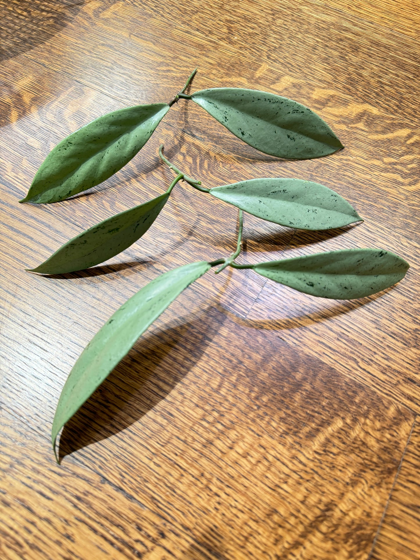 Pubicalyx pink silver ghost (2 Leaf)
