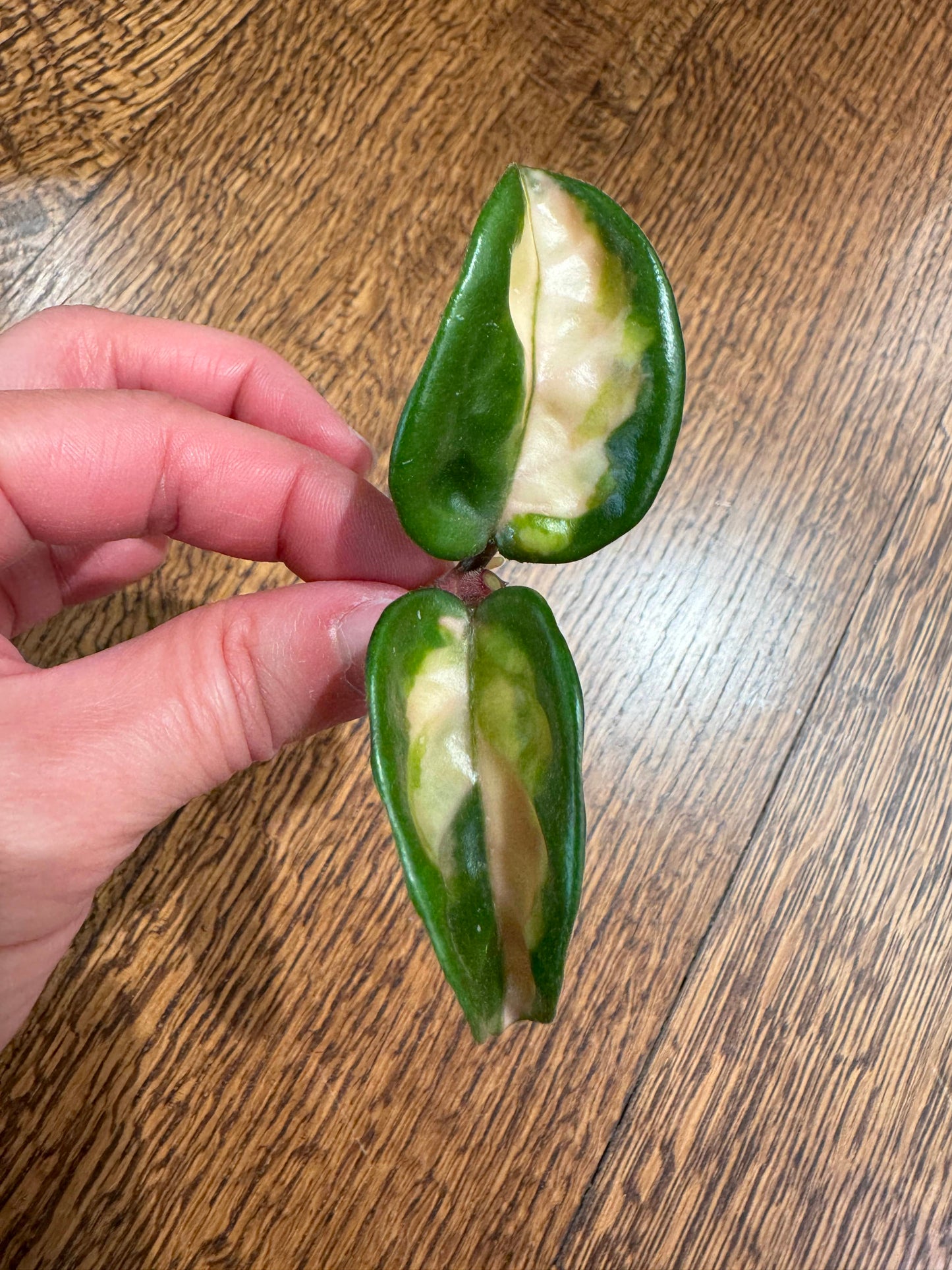 Krinkle8 Variegated