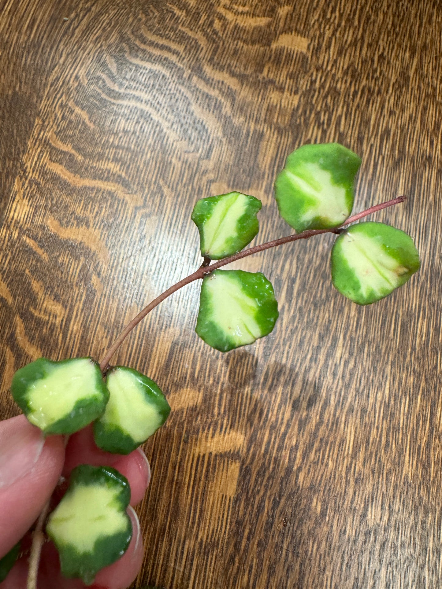 Kanyakumariana Variegated