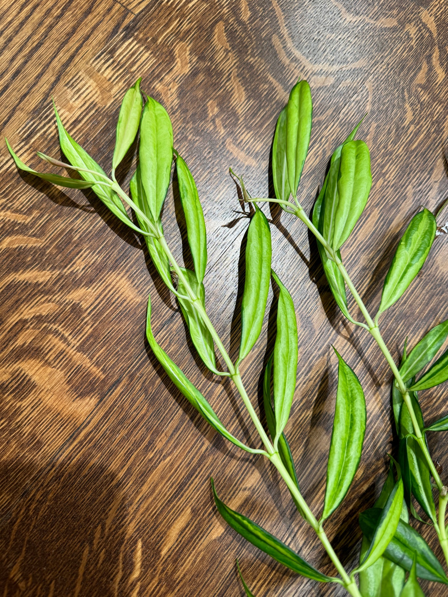 Yingjiangensis Variegated