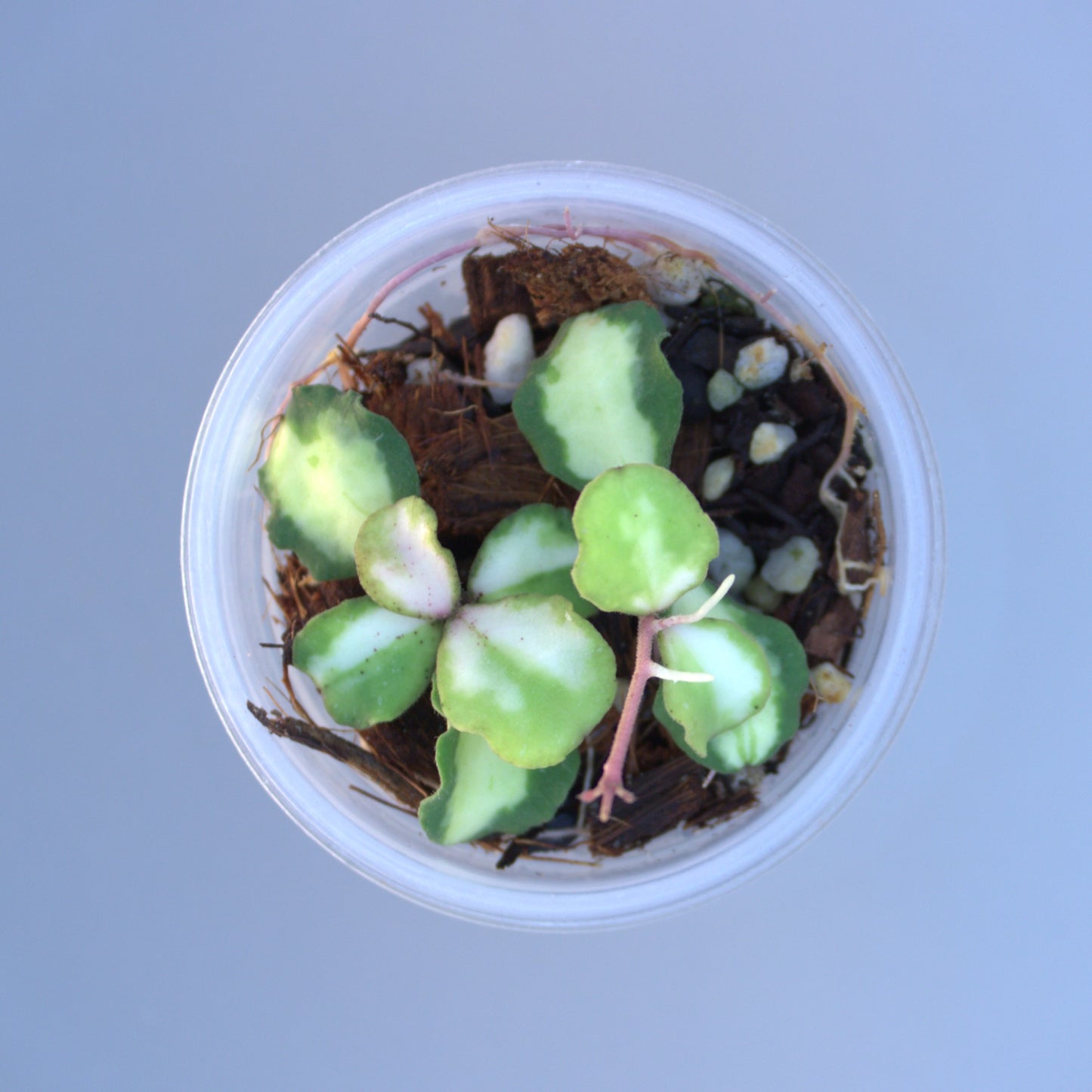 Kanyakumariana variegated