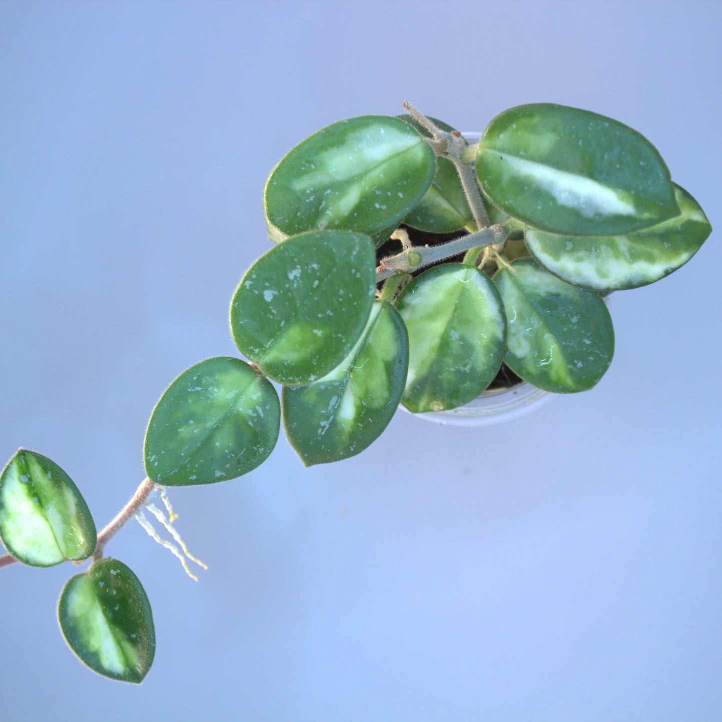 Mathilde variegated