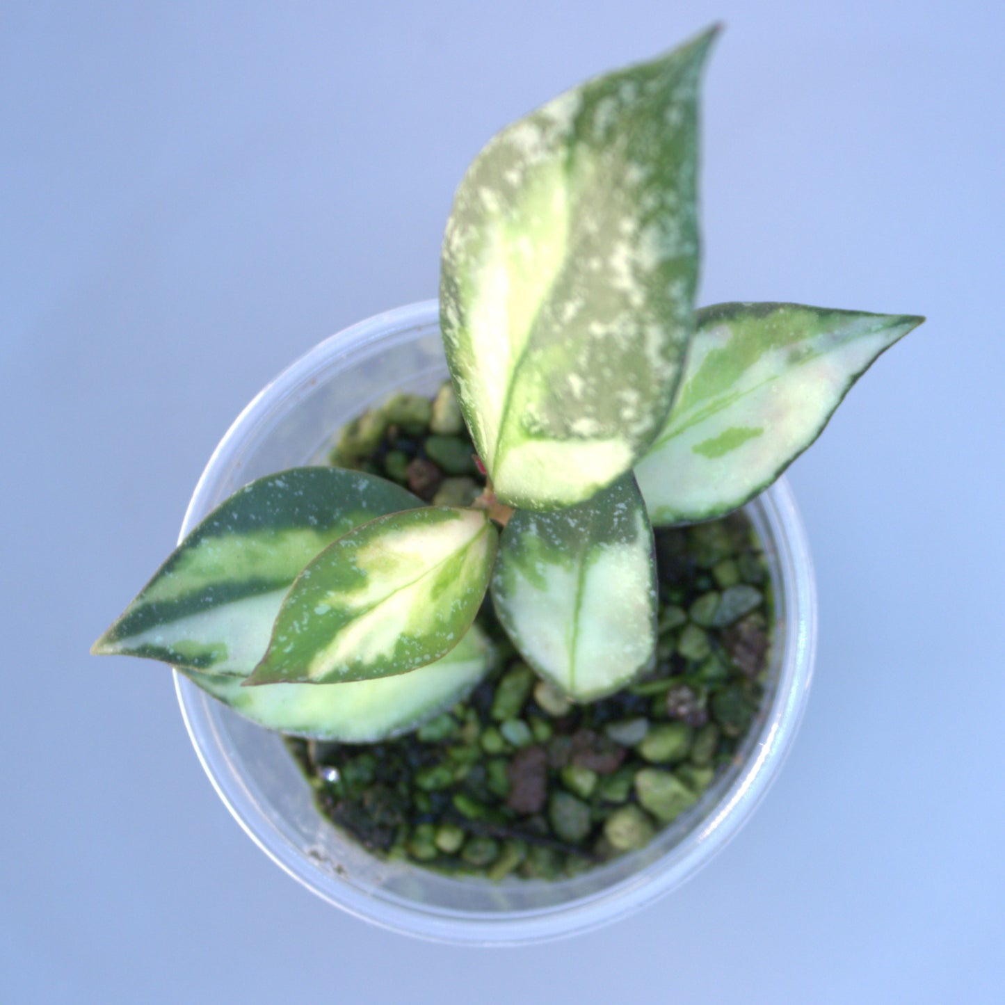 Nabawanensis variegated