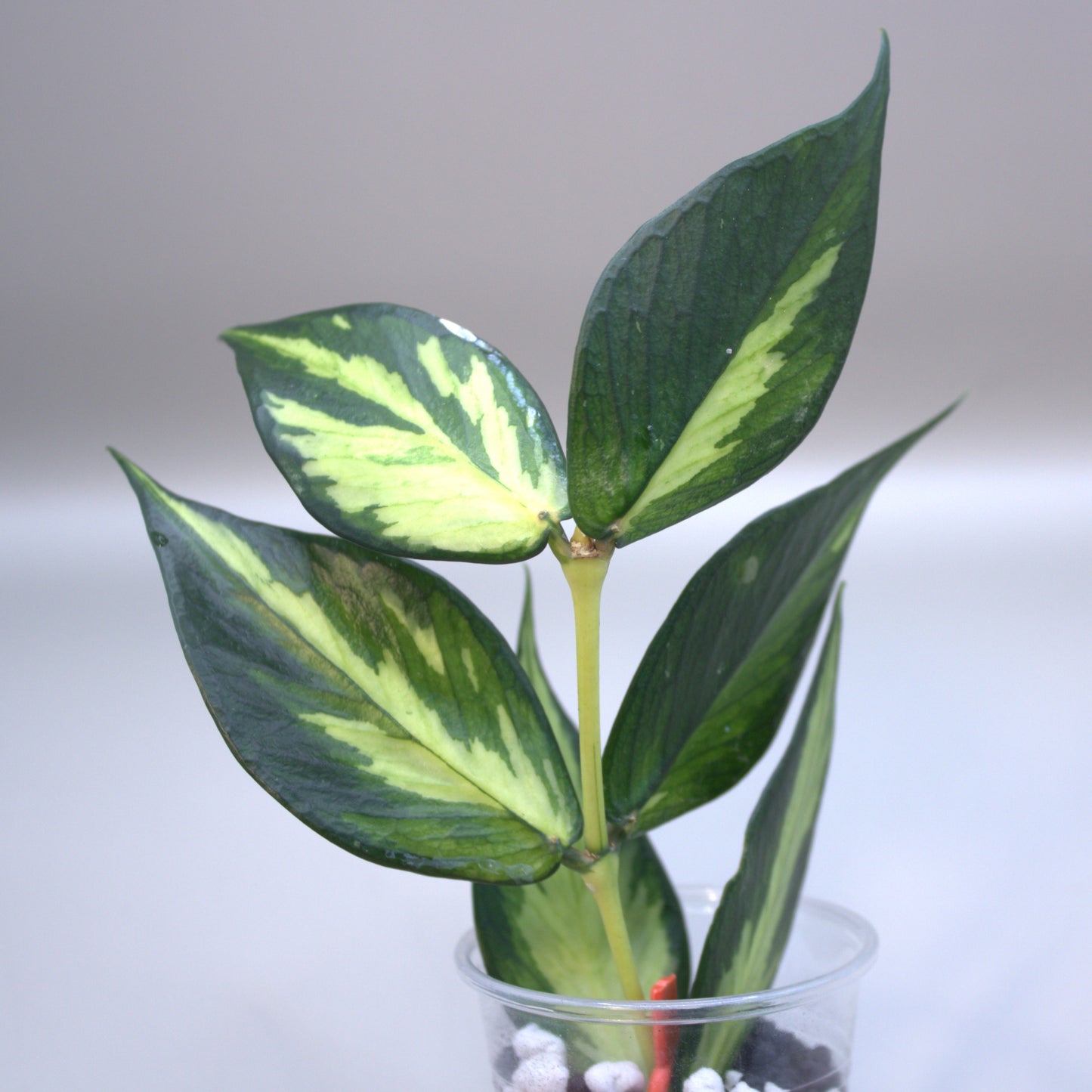 Polyneura Inner Variegated Albo