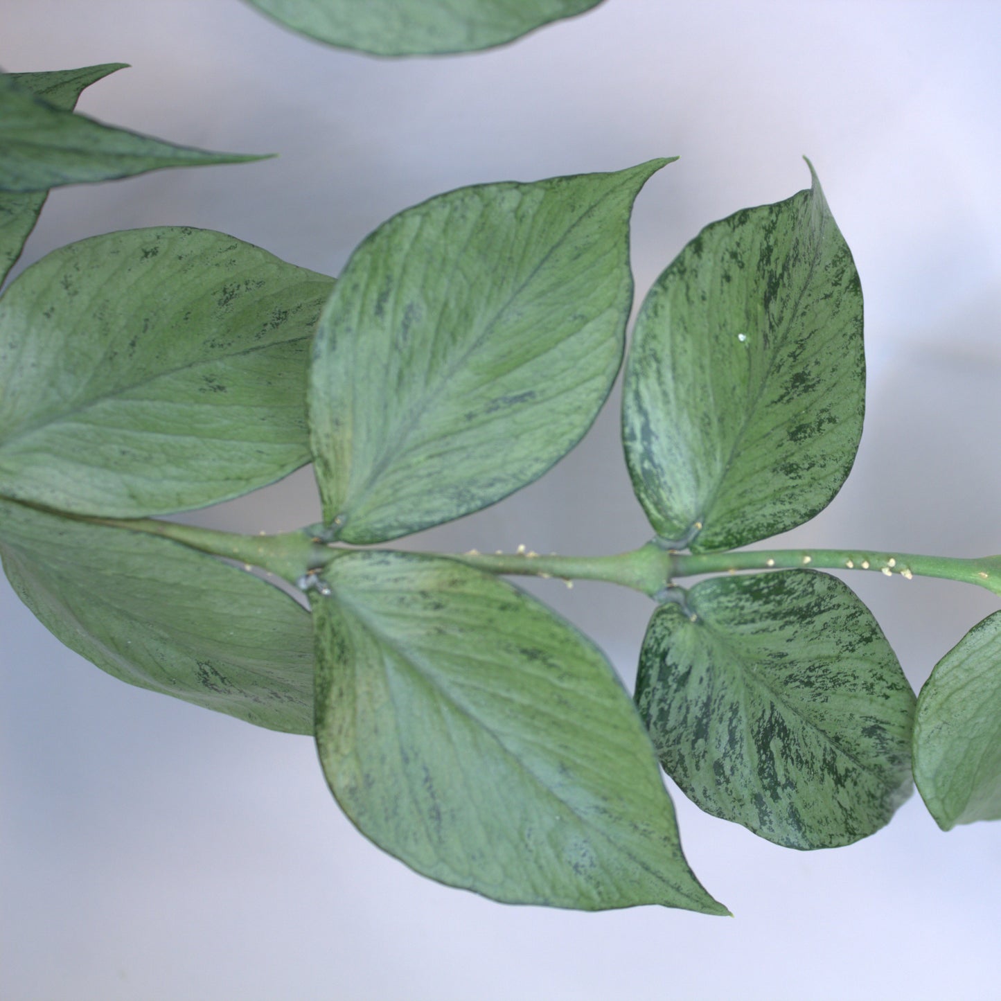 Polyneura Silver
