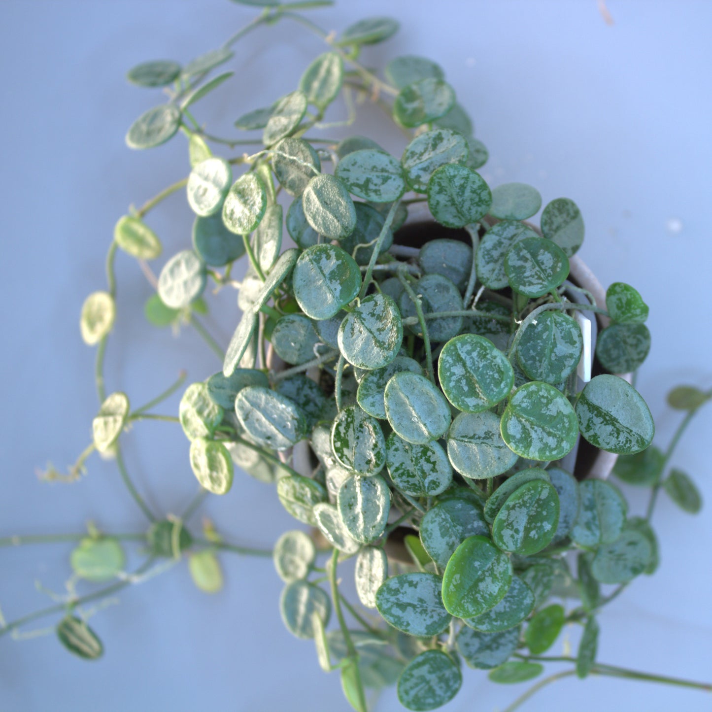 Serpens silver