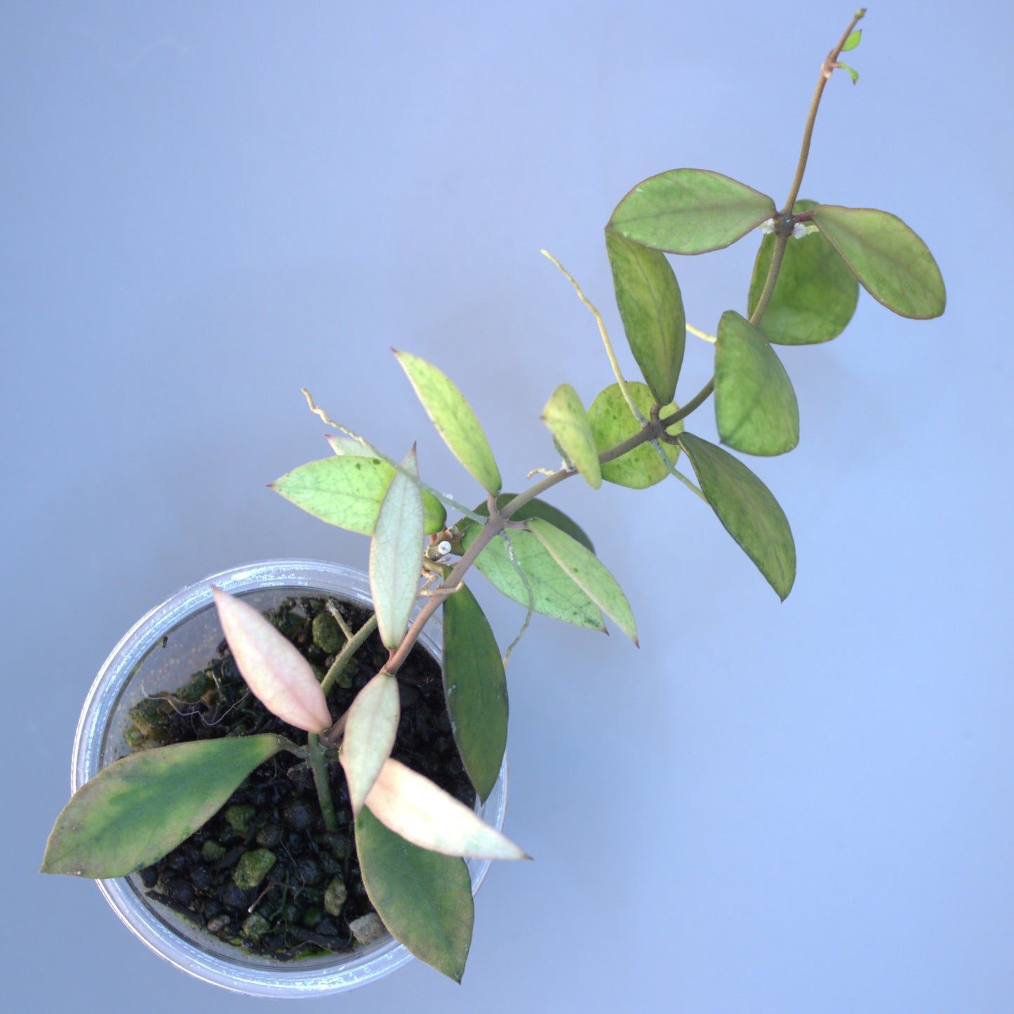 Sp Kalimantan variegated