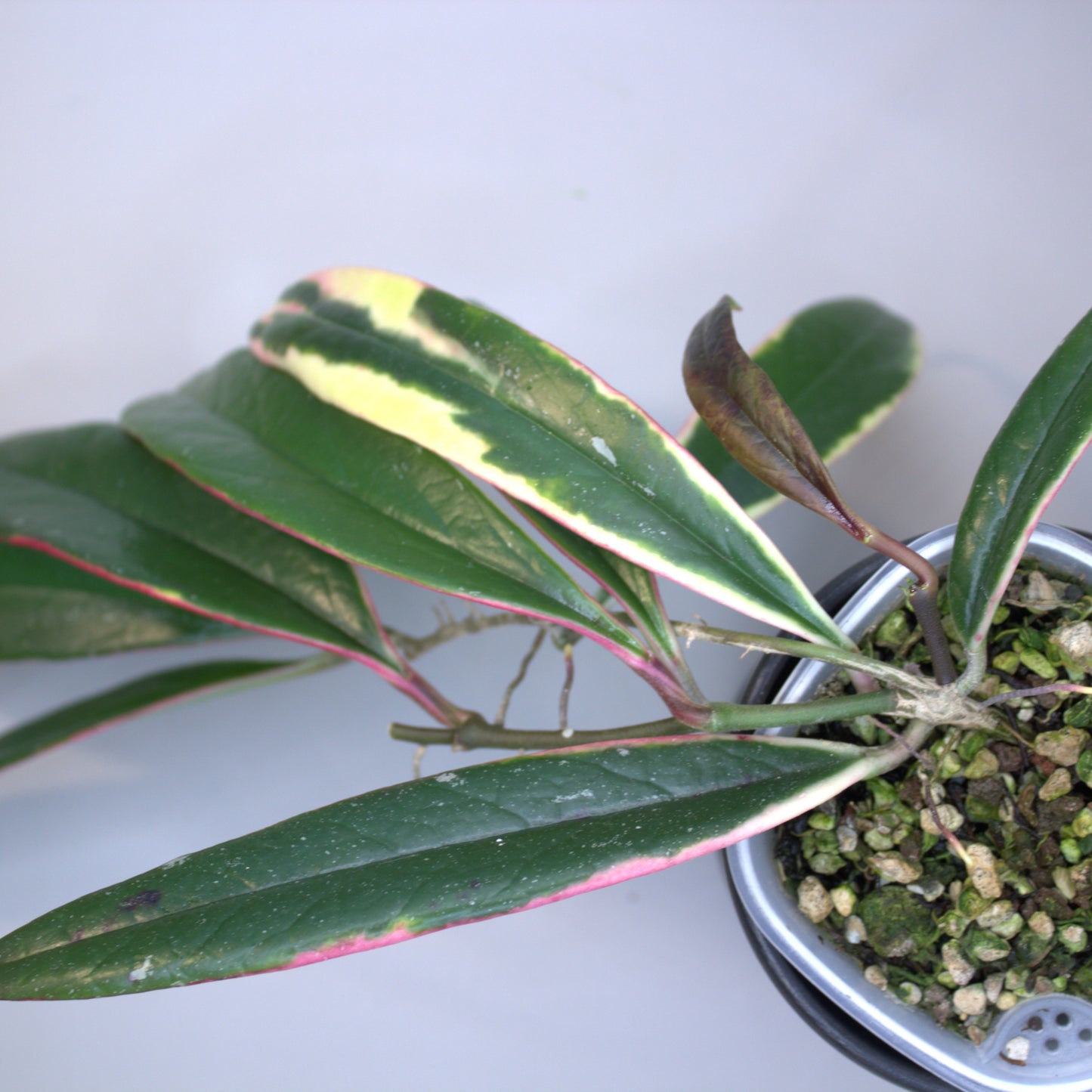 Sulwaesiana Albo