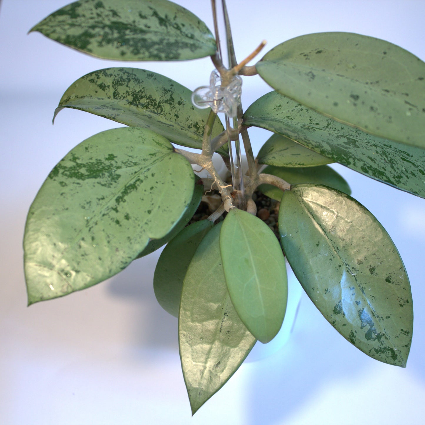 Thien phuc
