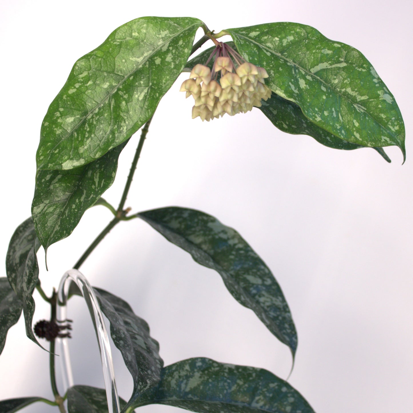 Campanulata splash