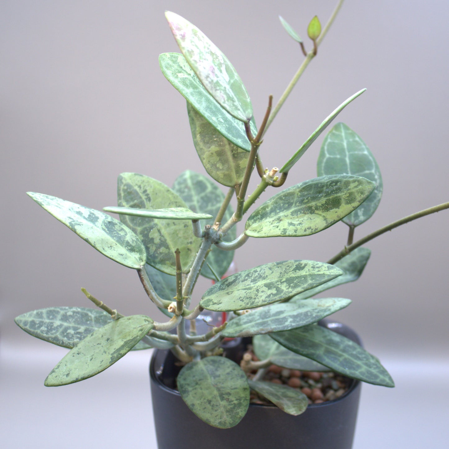 Elliptica Splash