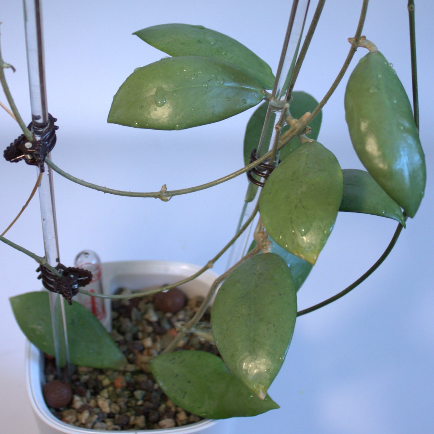 Erythrostemma Silver
