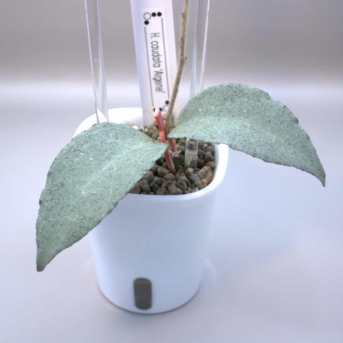 H. caudata 'Argene'