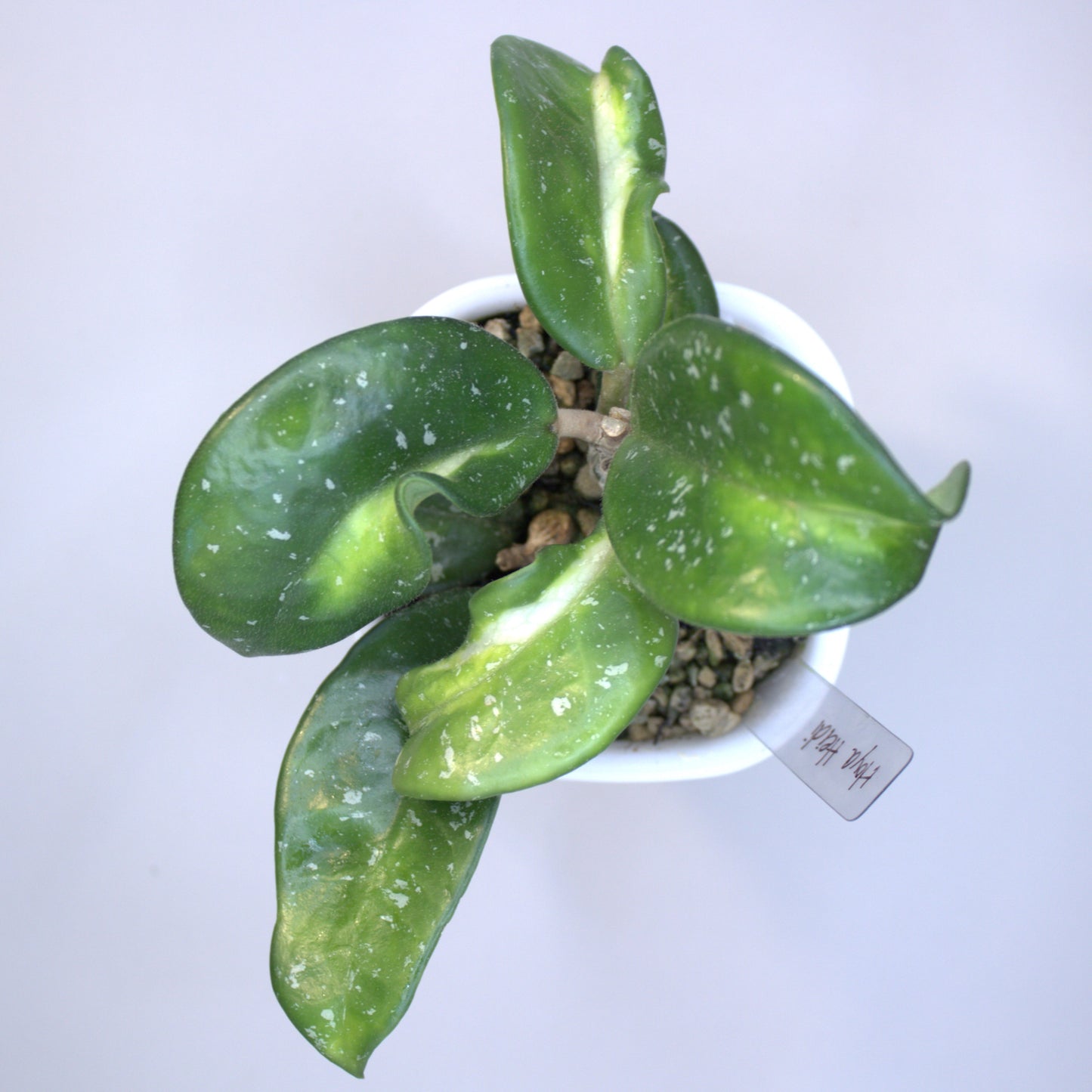 Hoya Heidi