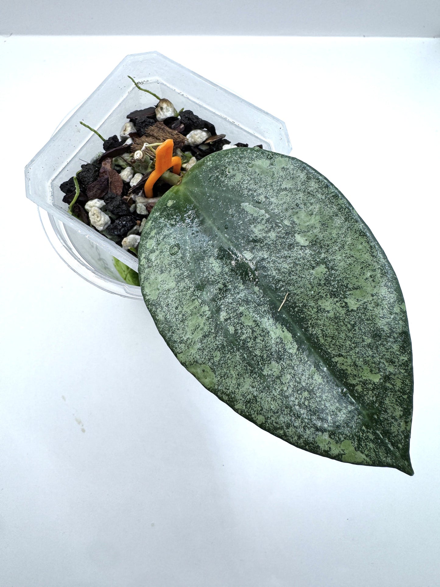 Latifolia Rimba Perek