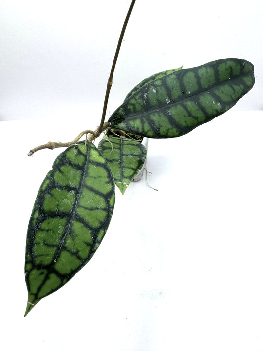 Callistophylla mini turtle