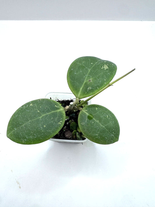 Dolichosparte turtle