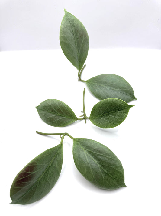 Hoya Rowena 1 node cutting 3 available