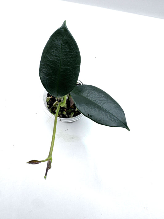 Nyhuusiae hoya