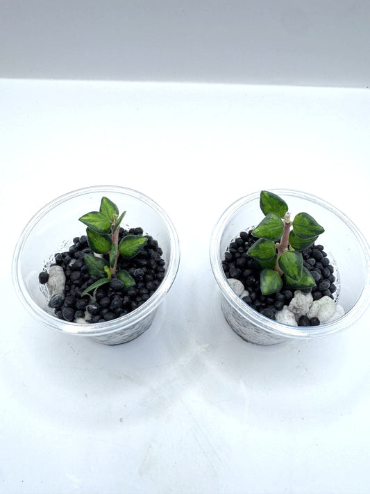Chinghungensis variegated