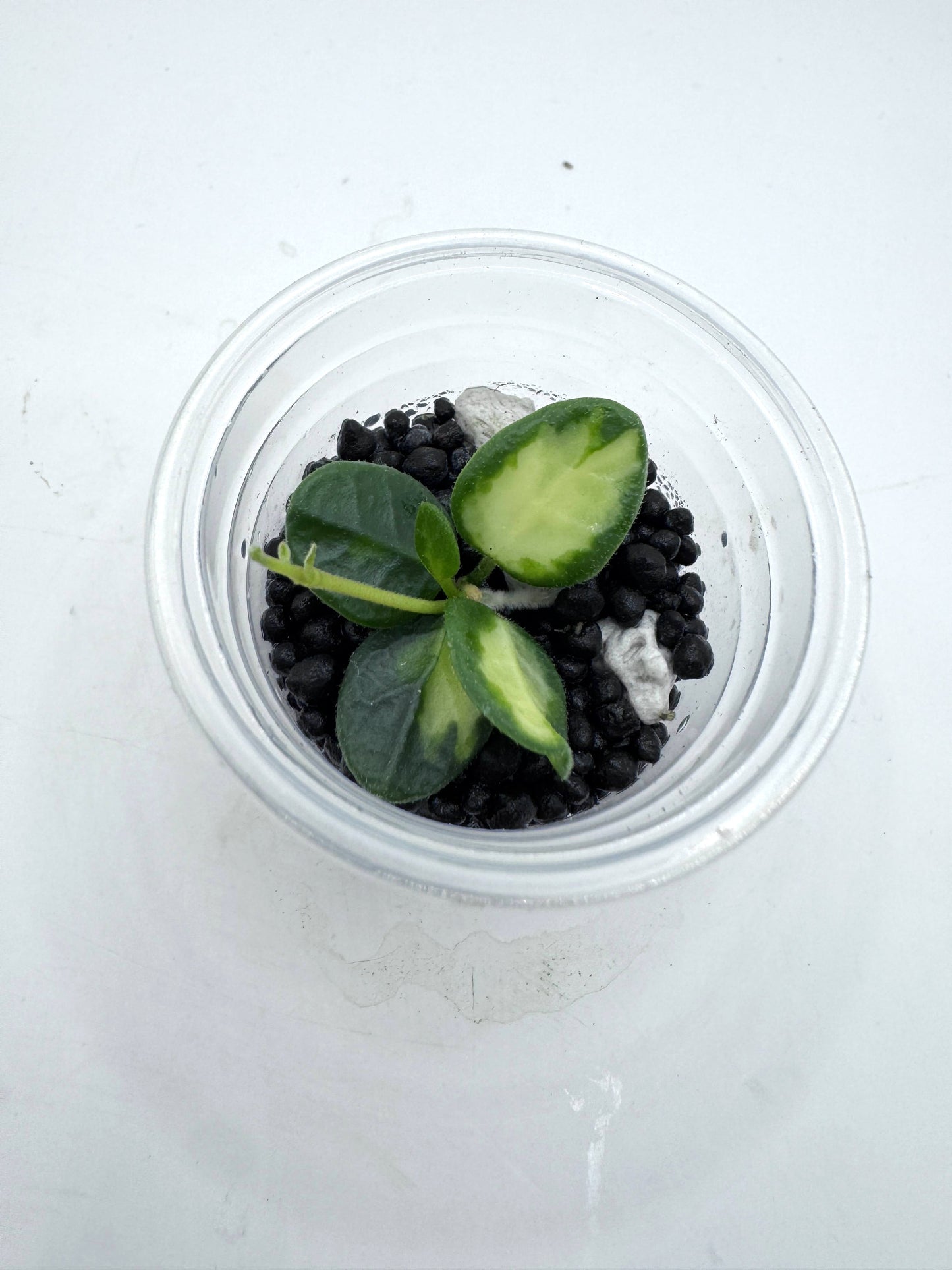 Tengchongensis variegated