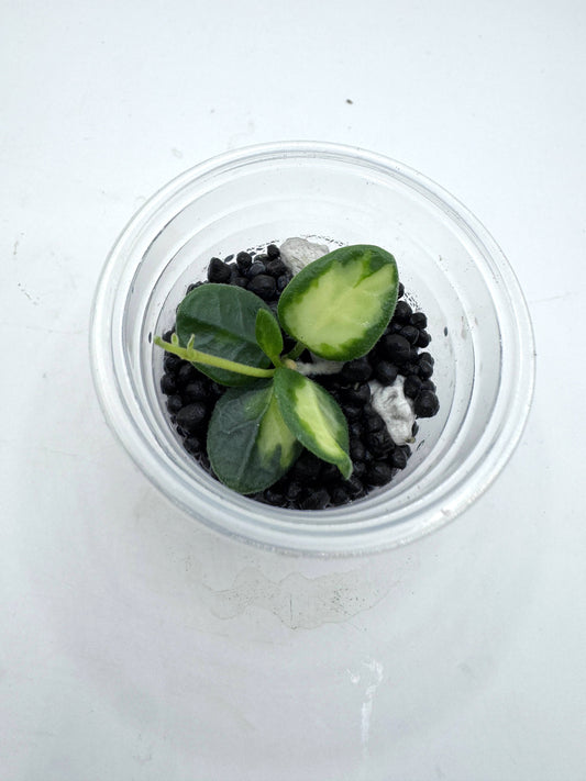 Tengchongensis variegated