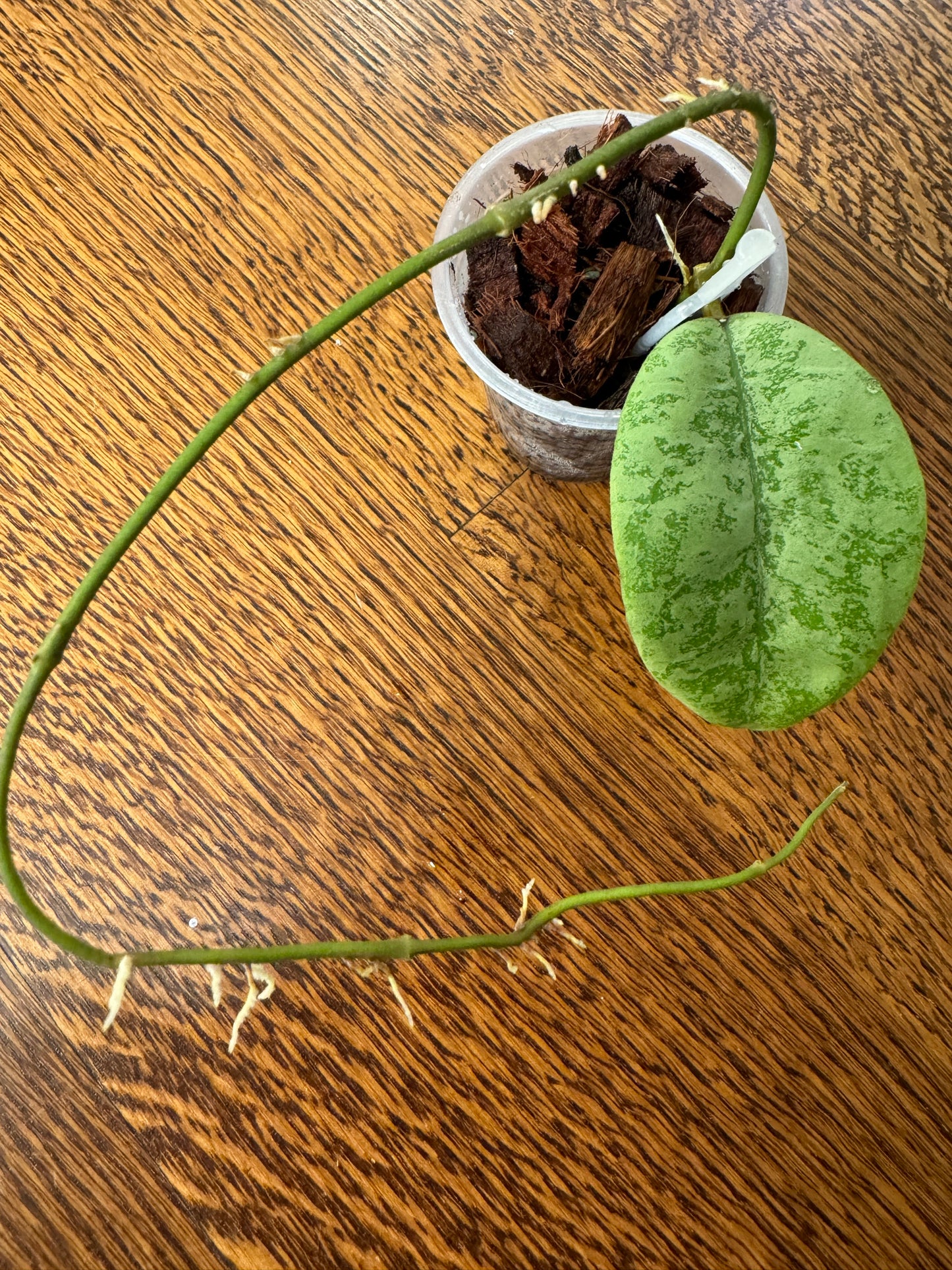 Forbesii Silver