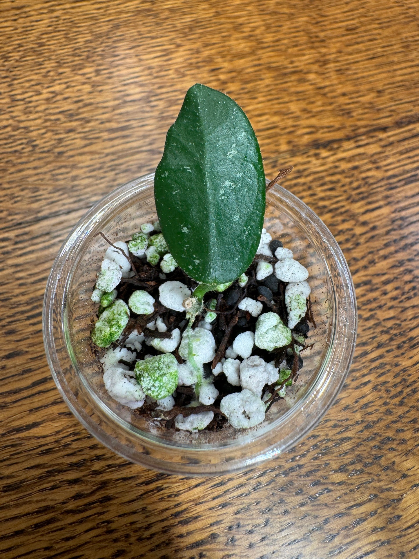 Wing bean