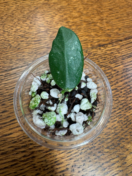 Wing bean