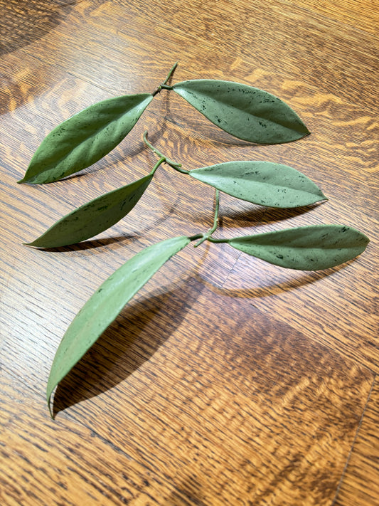 Pubicalyx pink silver ghost (2 Leaf)