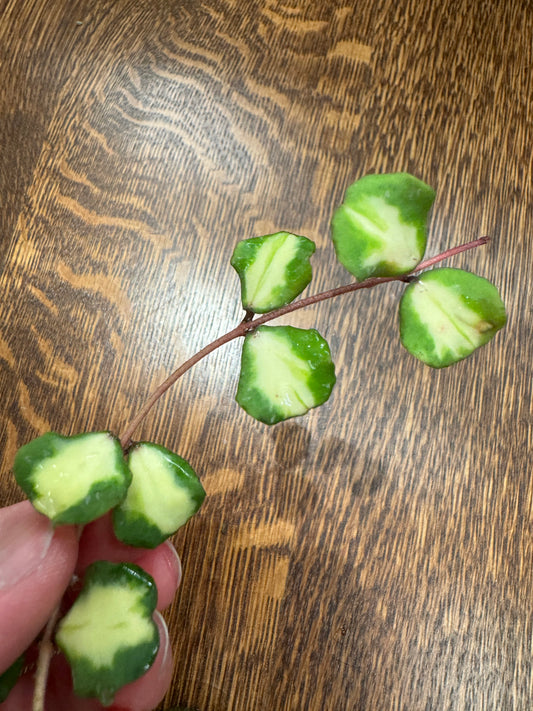 Kanyakumariana Variegated