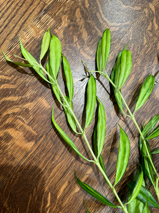 Yingjiangensis Variegated
